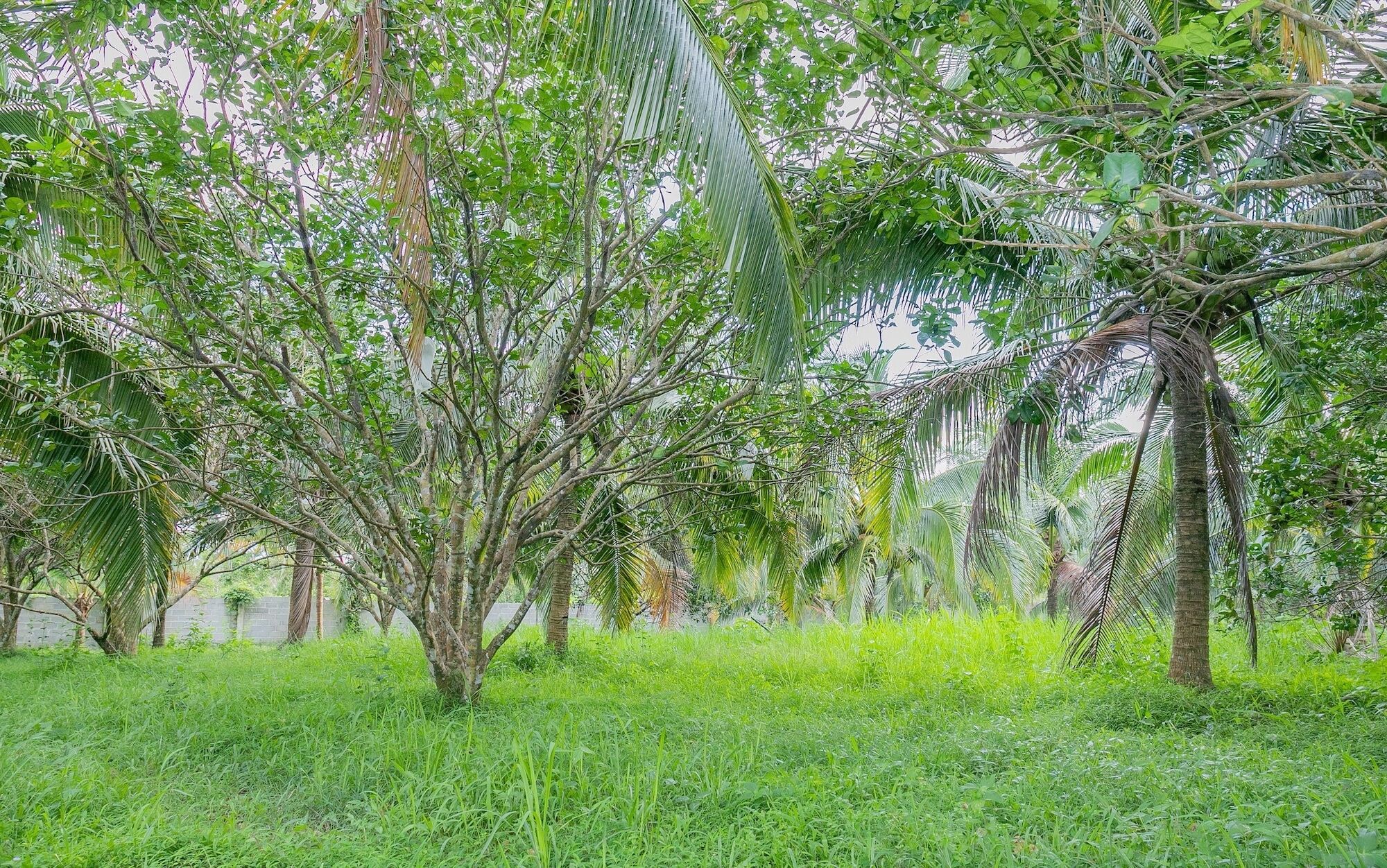 Phu Quoc Pomelo Garden Lejlighed Eksteriør billede